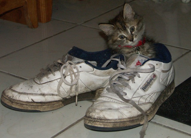 Американские коты - 5