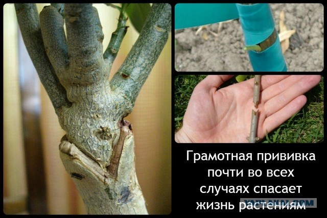 Отчет: 81% смертей от COVID в Великобритании приходится на полностью вакцинированных.