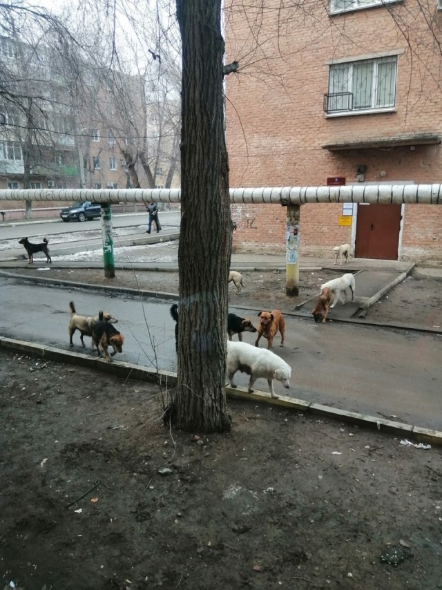 В Астрахани стая бродячих собак погналась за тремя школьницами — одной девочке не повезло
