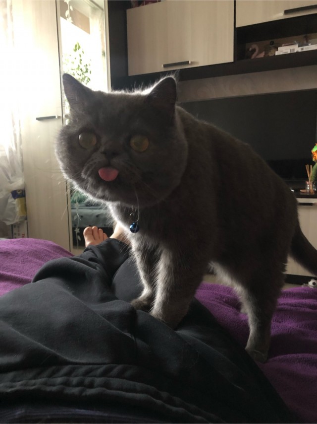 Котовторник вроде.