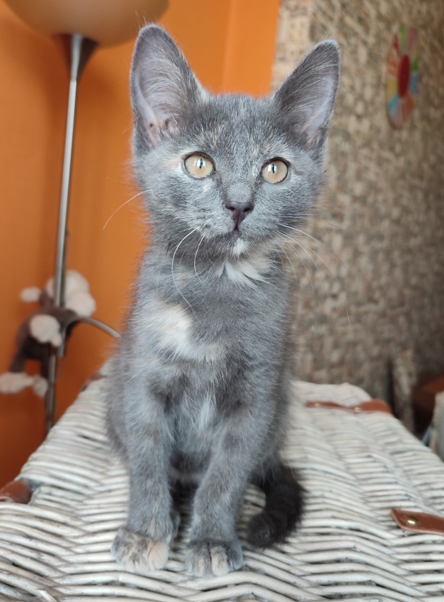 Котовторнику быть