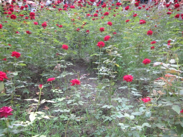 Одесса 2012