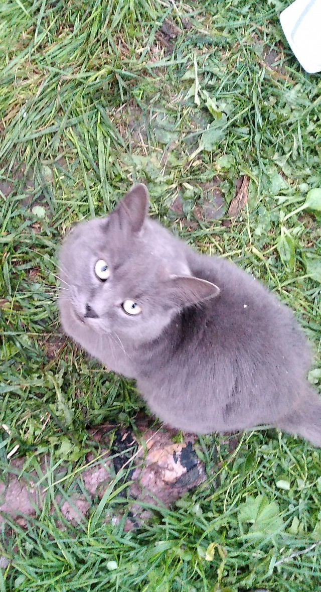 Коты, куда уж без них