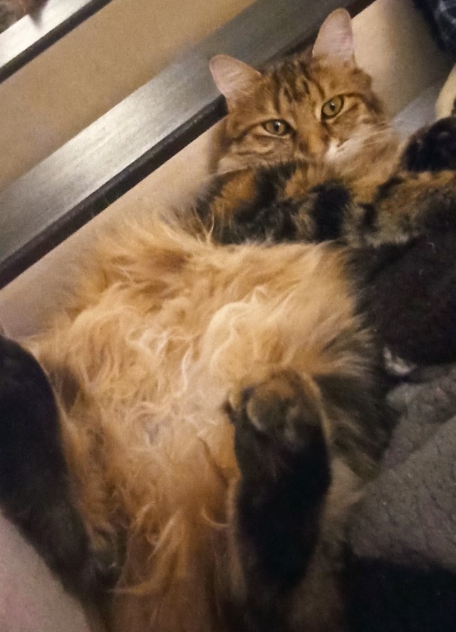 К котовторнику