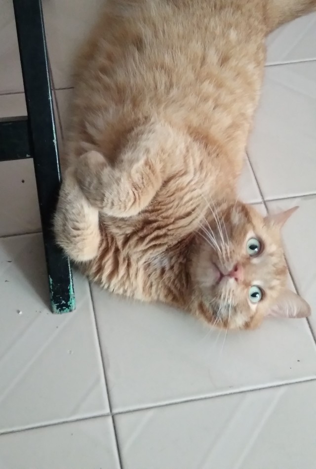 Начинаем котофторник?