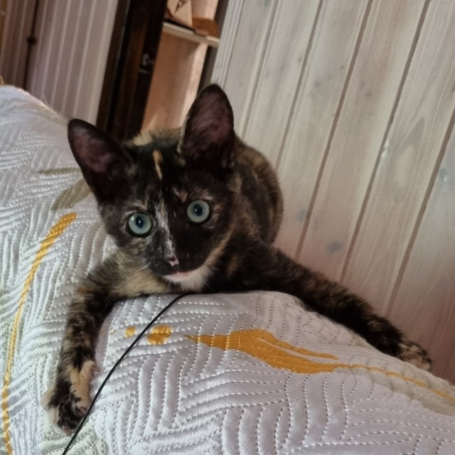 Солянка к котовторнику