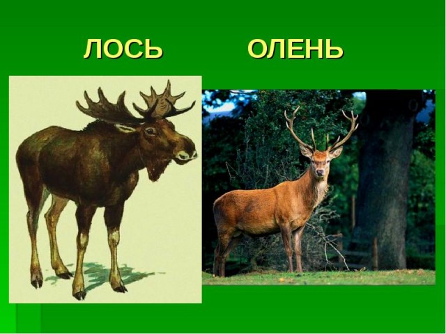 Белку знаю, енотика тоже, а это лось
