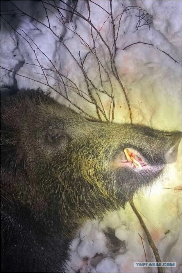 Дикий кабан убил охотника под Смолевичами