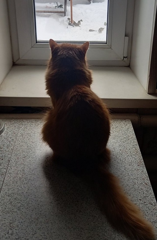 Как я 38 лет жил без кота!