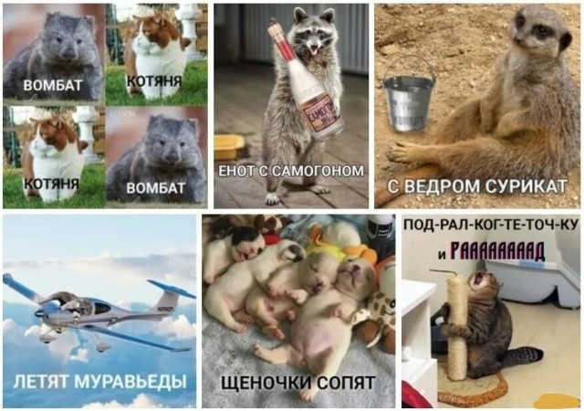 Женщина спасла этих вомбатов, и они стали её питомцами