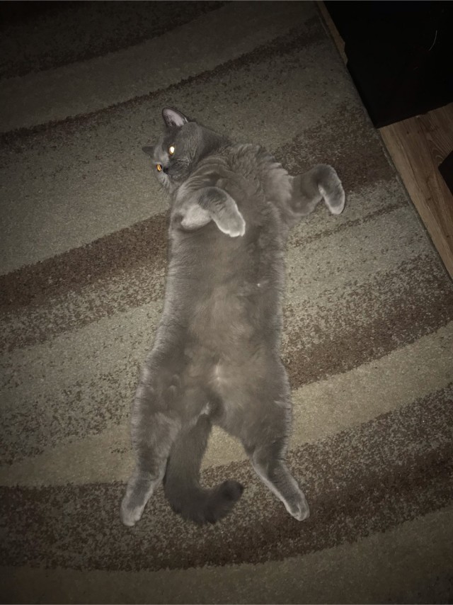 Котовторник. Мой котан