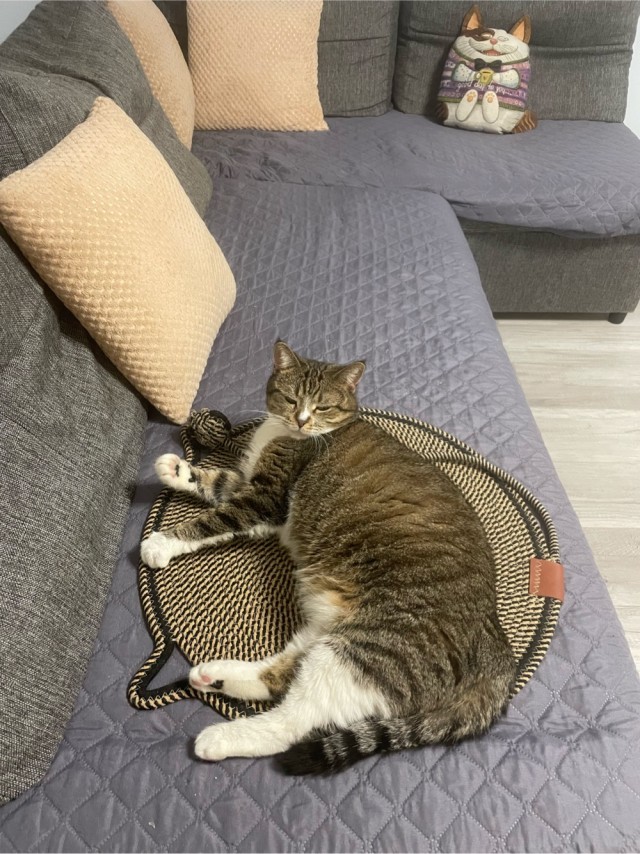 У нас кот
