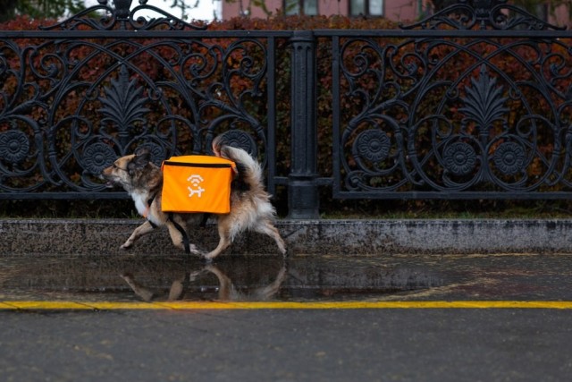 Бездомные собаки будут раздавать бесплатный Wi-Fi в Екатеринбурге