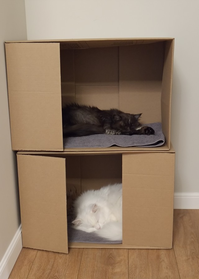Котовторник