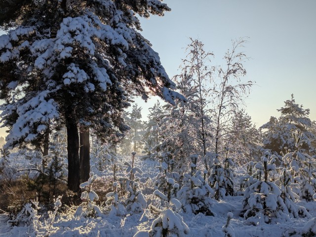 Моя мобильная фотография.