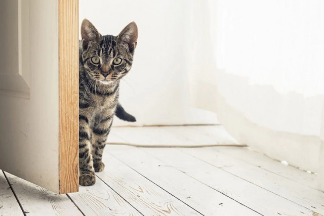 Литературное заведение "Буквица"