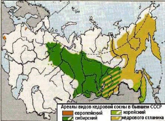 Заготовка ореха