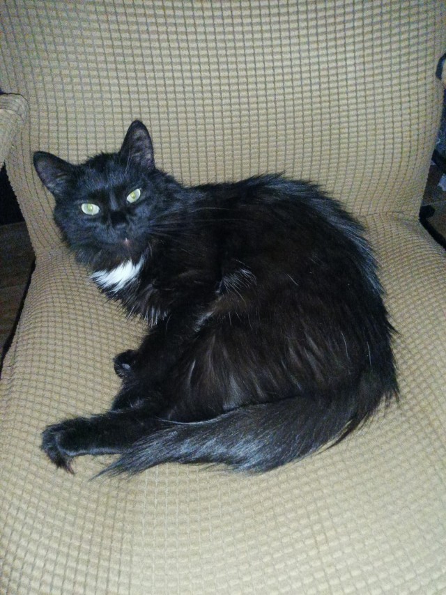 Наши коты