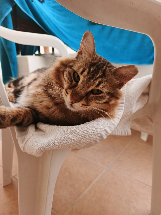 Просто одно котэ