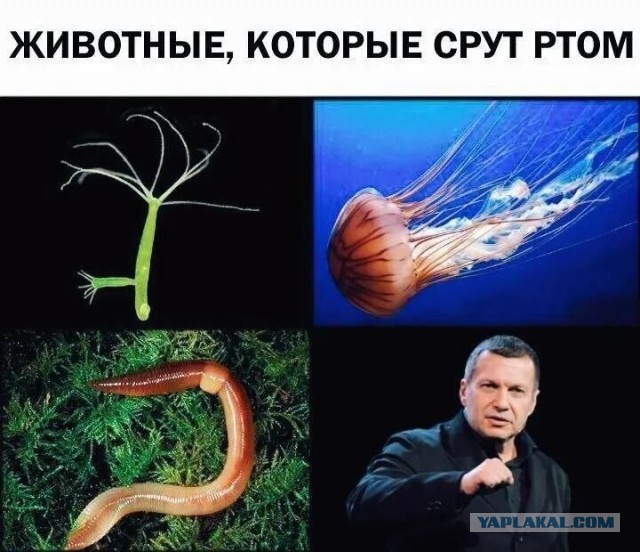 Роскомнадзор начал проверку телеканала «Россия-1» после оскорблений Соловьева в «Воскресном вечере» в отношении Виктории Бони
