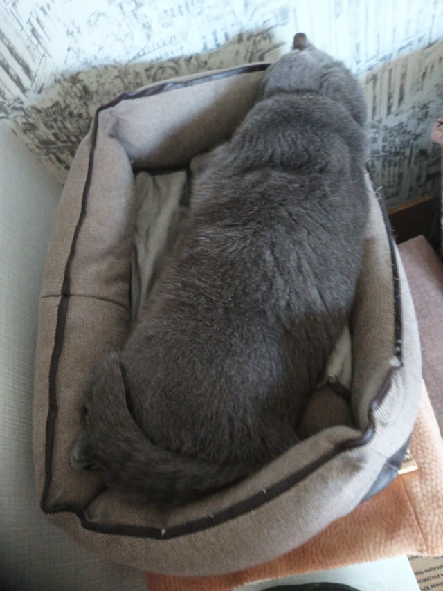 К-котовторник
