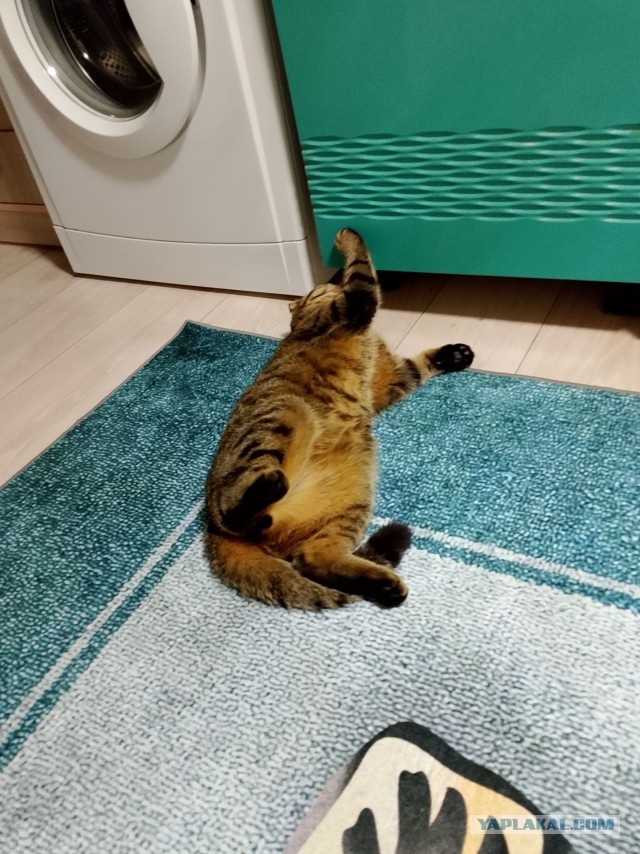 К-котовторник