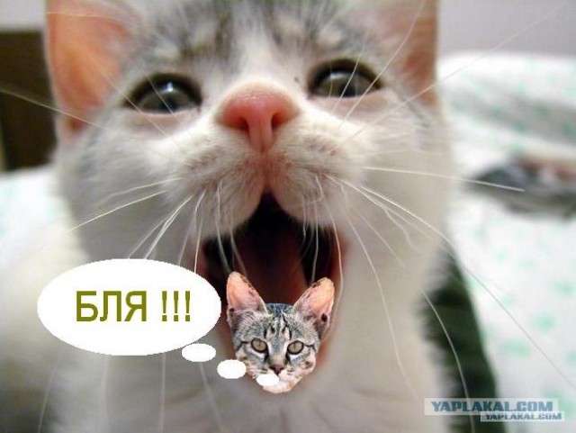 Улика