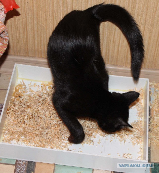 Лоток для котэ.