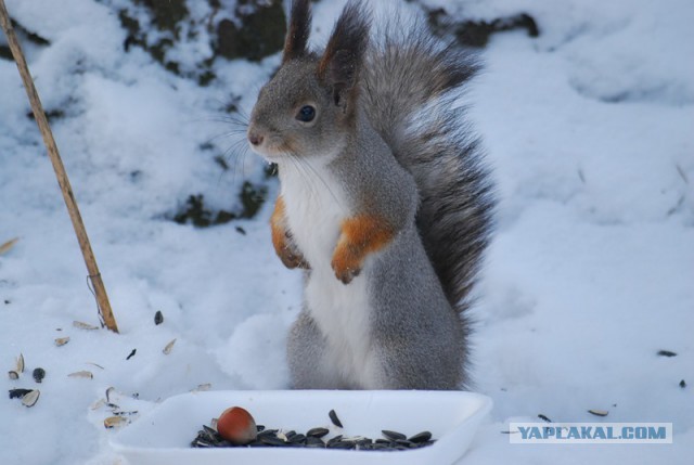 А когда отпустит?