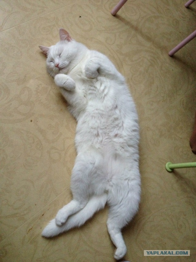 Котовторник  25.03.2014