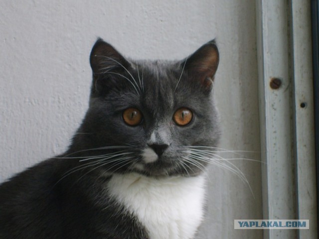 Котовторник 01.04.2014
