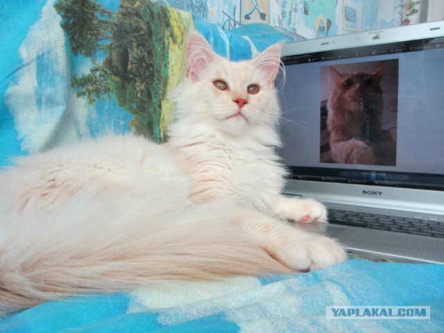 С Котовторником!