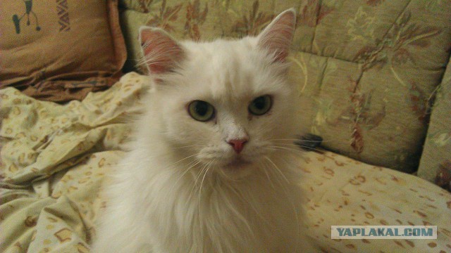 Котовторник 12.08.2014