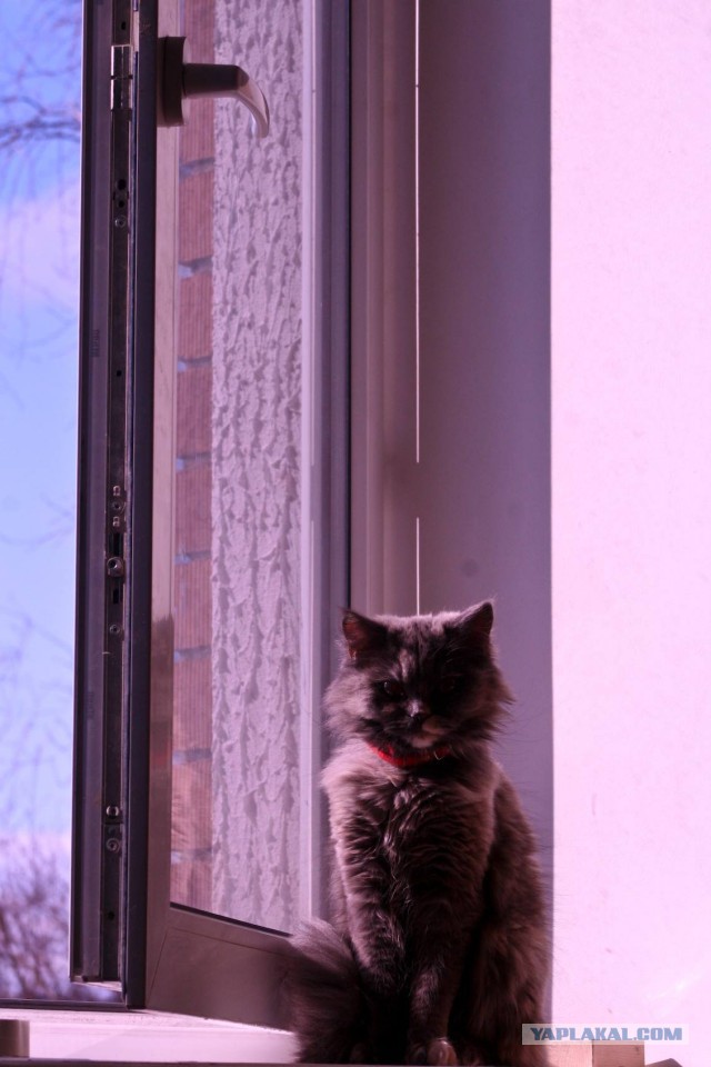 Котовторник