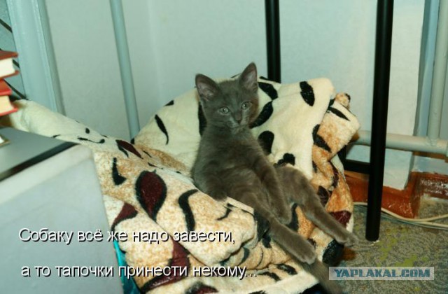 Брошенная Апельсинка