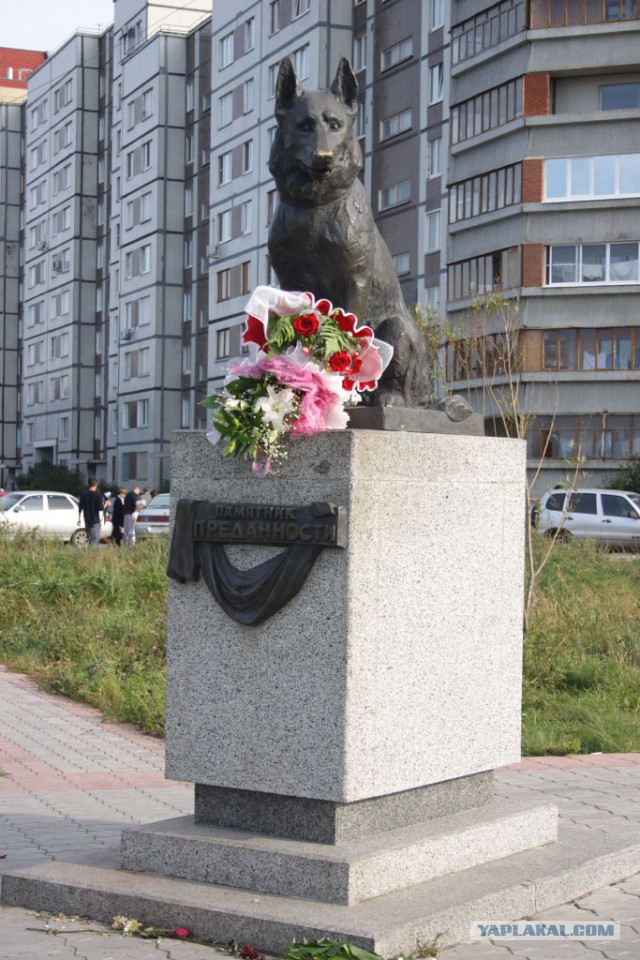 Вот это преданность!