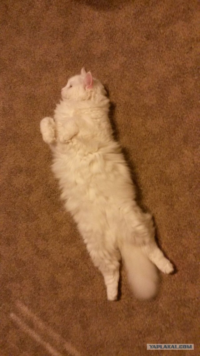 Котовторник 20.10.2015