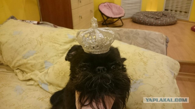 Собакочетверг же, ау!