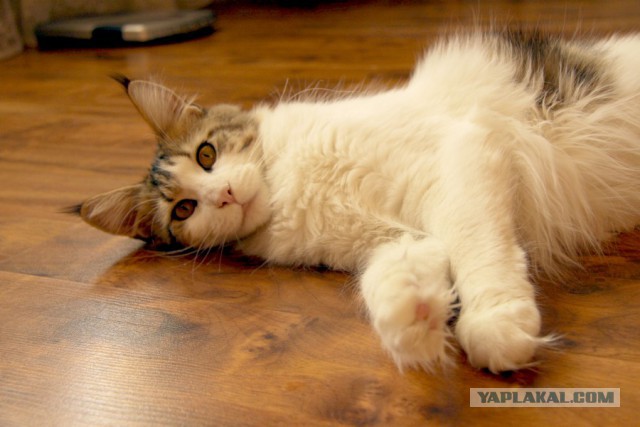 Котовторник