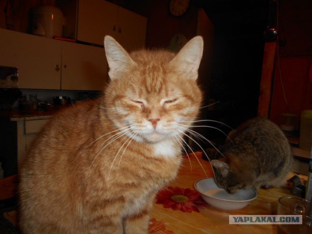 Жизнь домашнего приюта для котеек 101