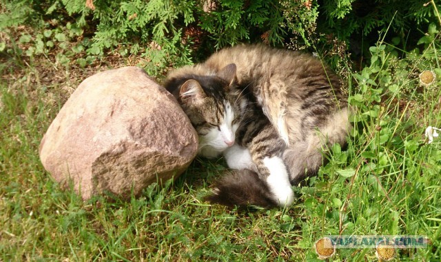 Котовторник 05.07.16