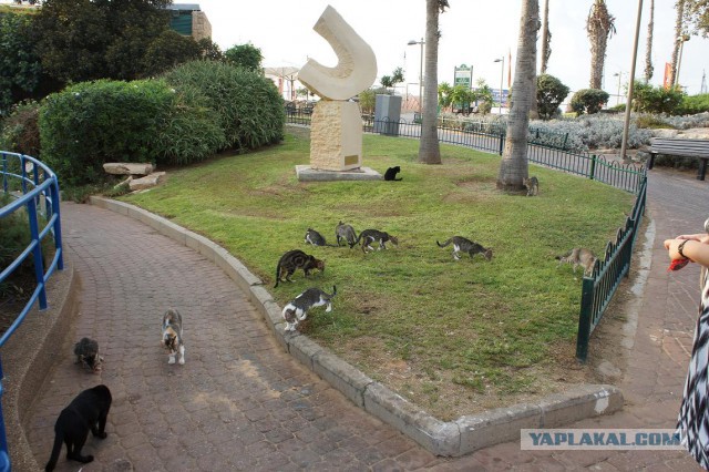 Котовторник 26.07 2016
