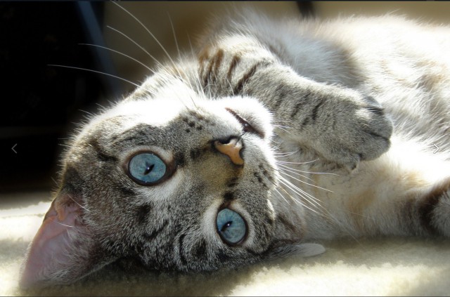 Коты и Кошки