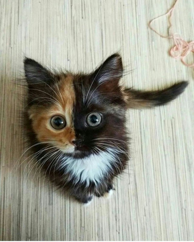 Коты и Кошки