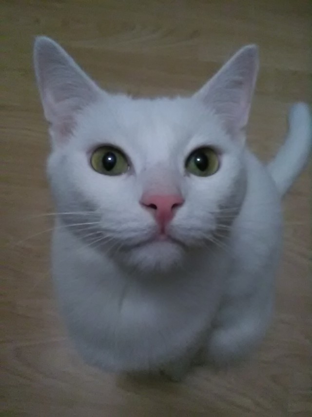 Котовторник 25.04.2017