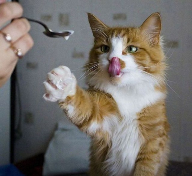 Коты и Кошки