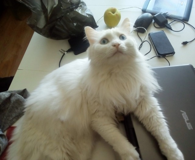 Котовторник 1.08.17