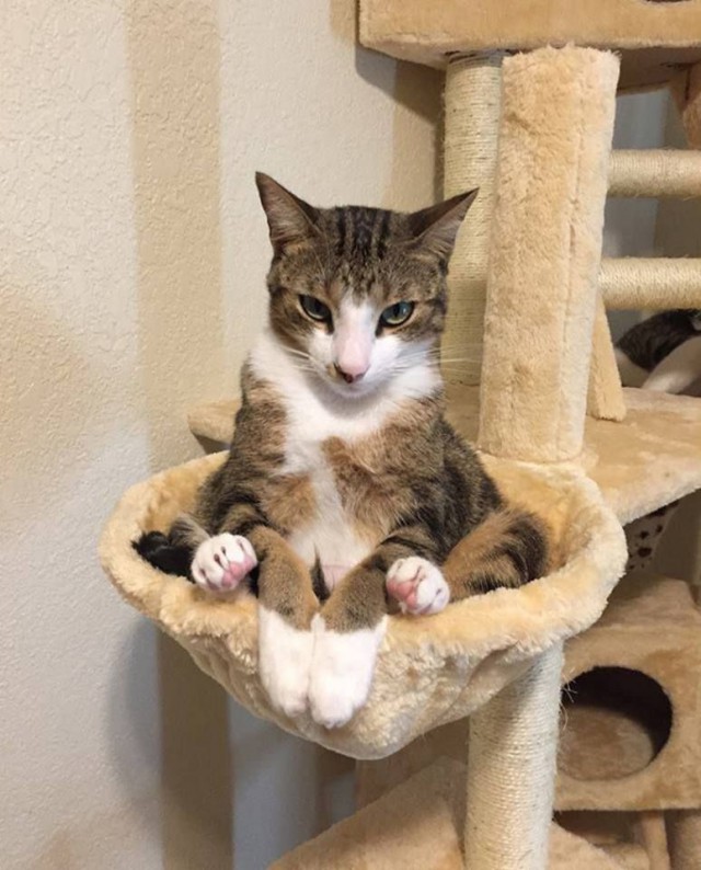 Коты и Кошки