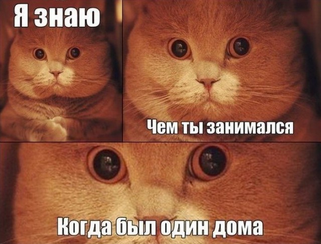 Коты и Кошки