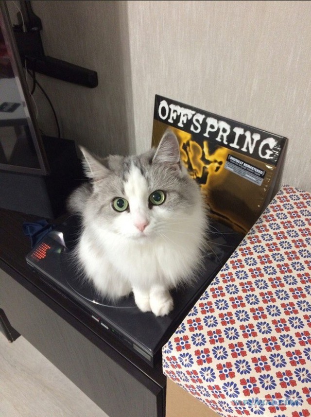 Котовторник  05.12.2017
